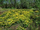 Caltha palustris