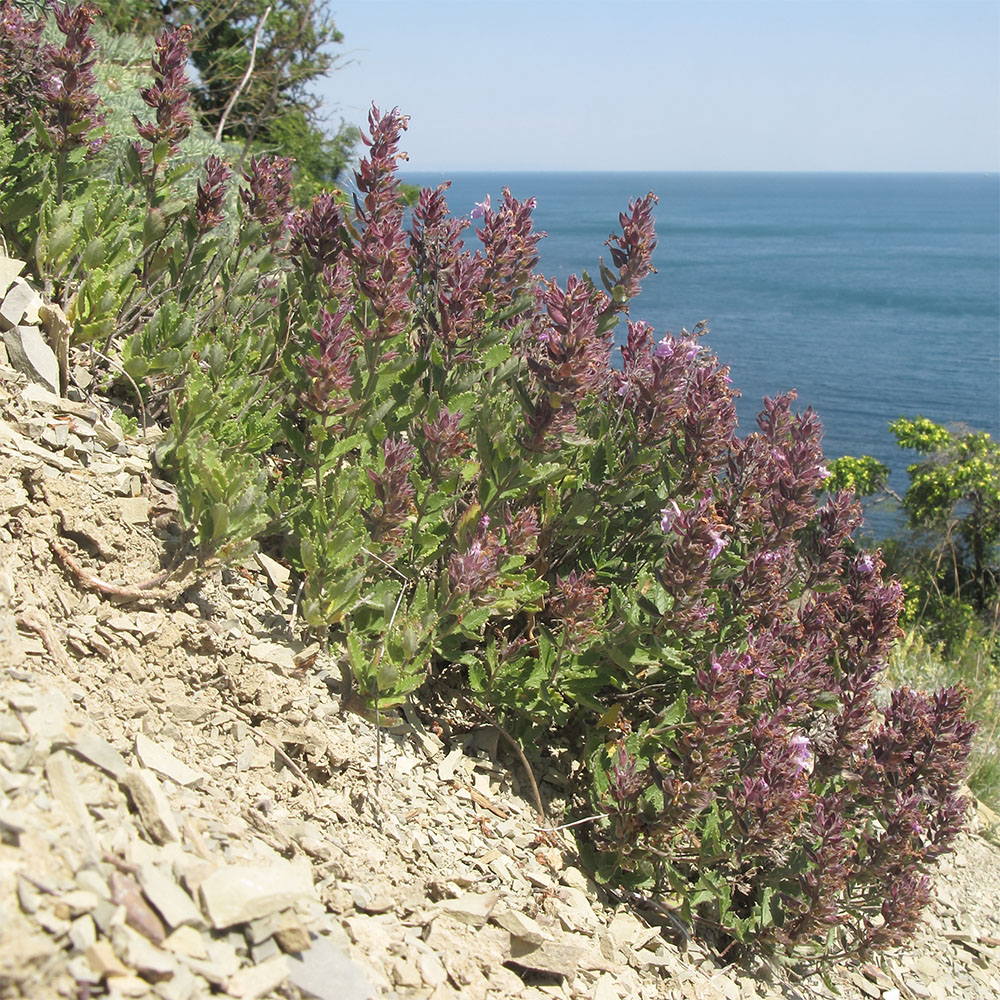 Изображение особи Teucrium chamaedrys.