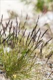 genus Festuca. Цветущее растение на песчано-каменистом берегу. Мурманская обл., Кольский р-н, окр. пос. Дальние Зеленцы, побережье губы Порчниха. 21.06.2015.