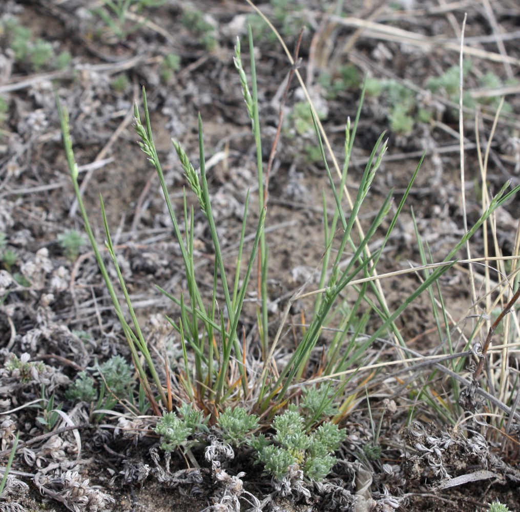 Изображение особи Poa botryoides.