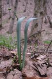 Galanthus alpinus. Плодоносящее растение. Краснодарский край, м/о г. Новороссийск, гора Рябкова, дубово-грабовый лес. 28.02.2015.