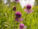 Centaurea scabiosa