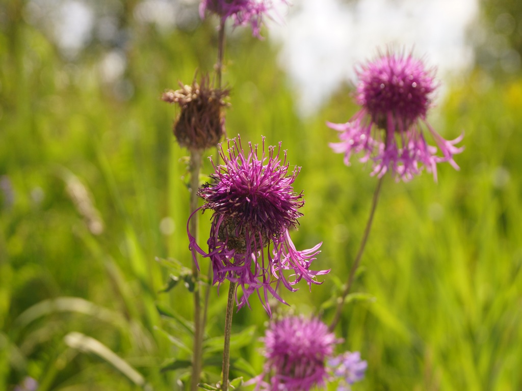 Image of Centaurea scabiosa specimen.