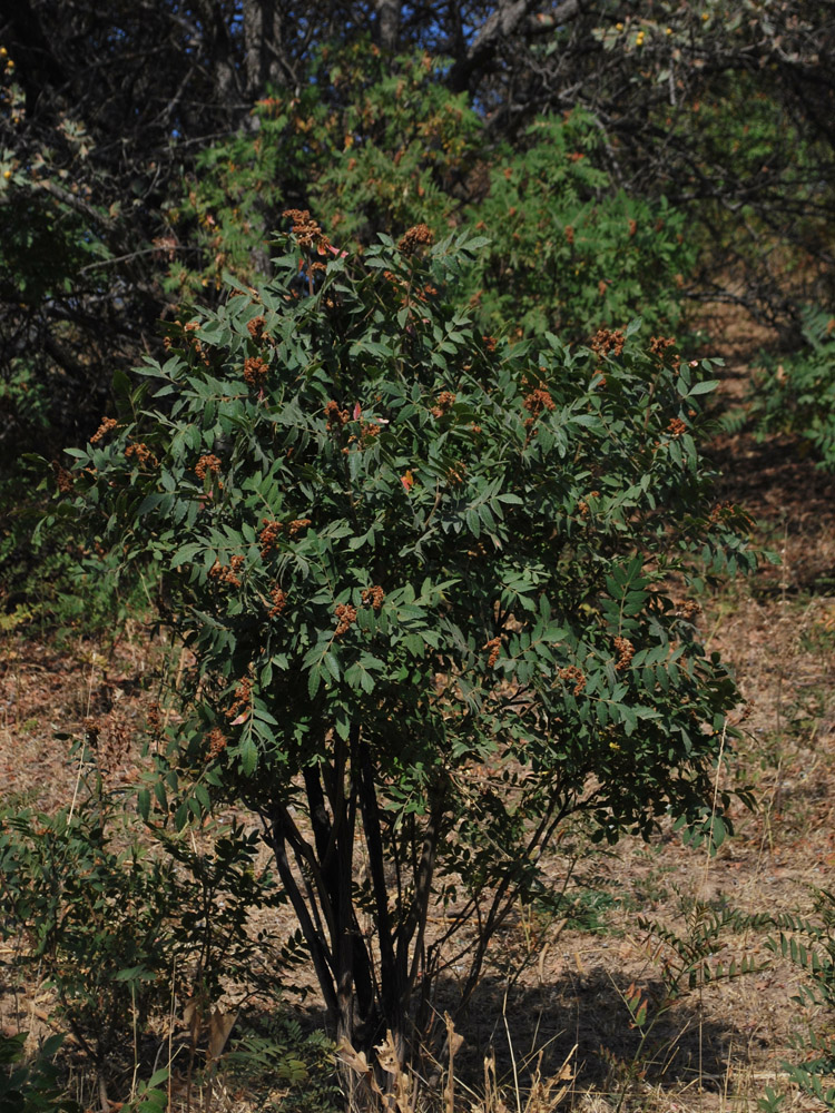 Изображение особи Rhus coriaria.