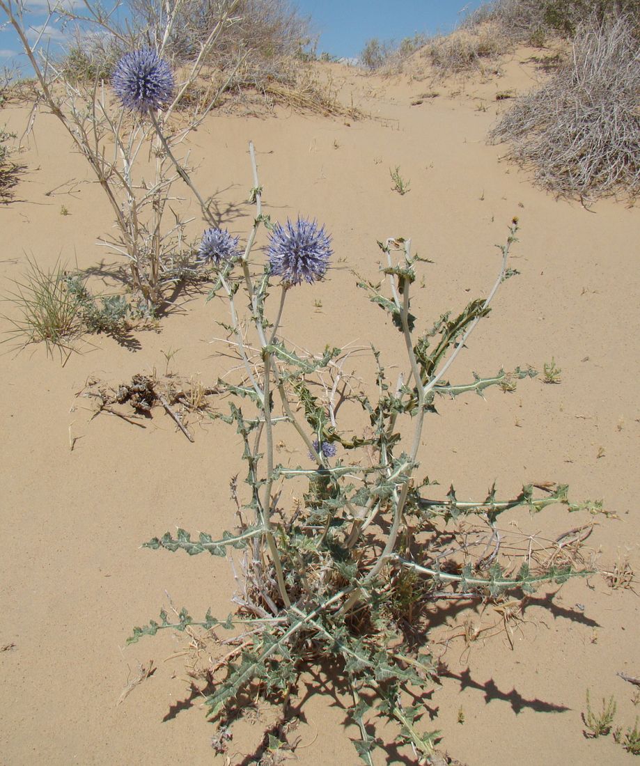 Изображение особи Echinops albicaulis.