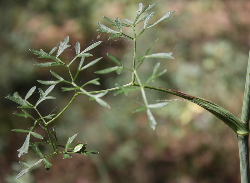 Изображение особи Peucedanum oreoselinum.