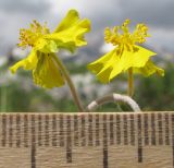 Helianthemum buschii