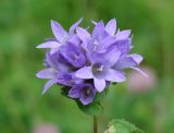 Campanula glomerata. Соцветие. Бурятия, Тункинский р-н, окр. пос. Аршан. 19.07.2014.