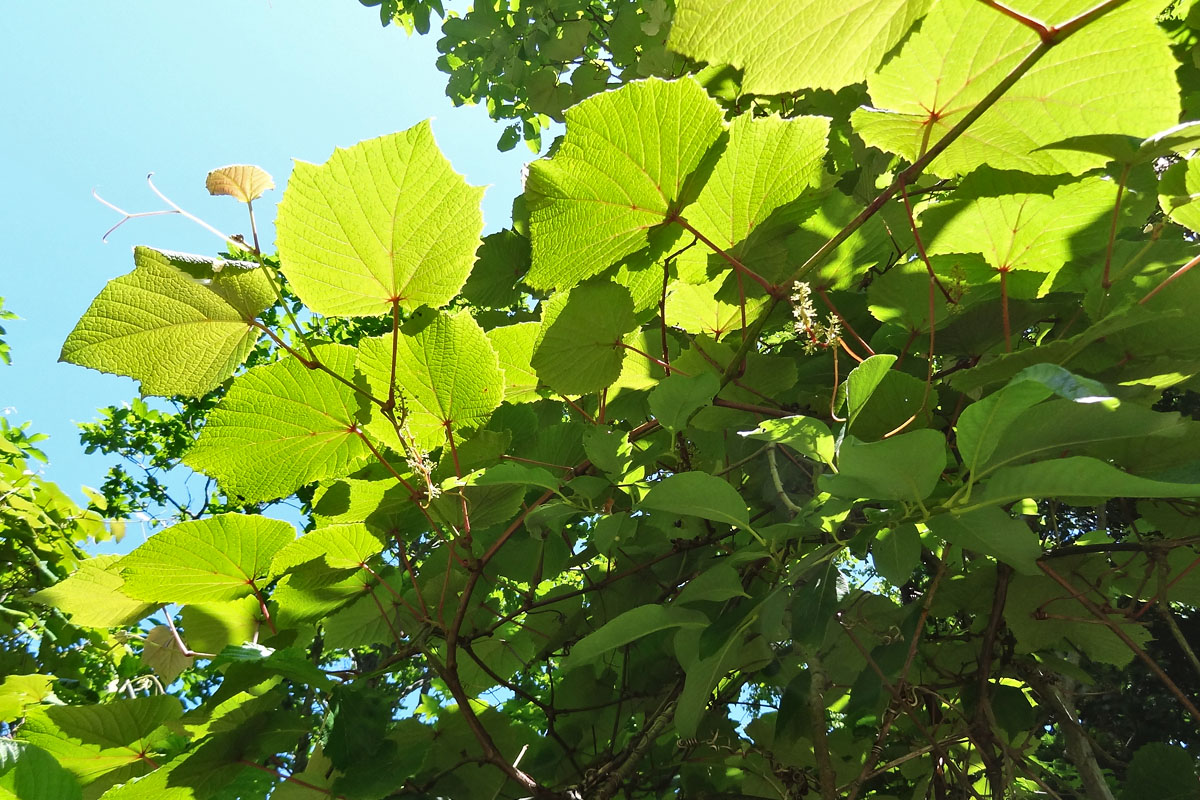 Image of Vitis coignetiae specimen.