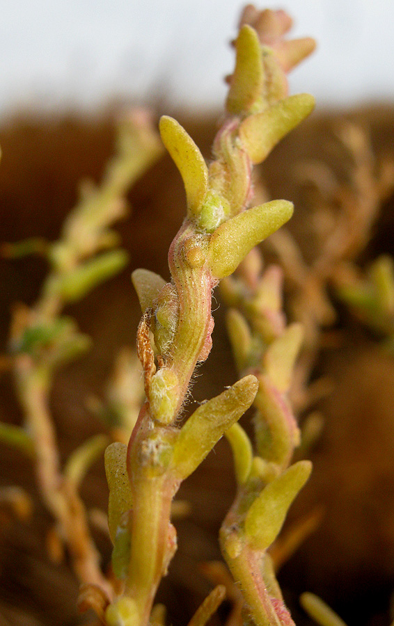 Image of Spirobassia hirsuta specimen.