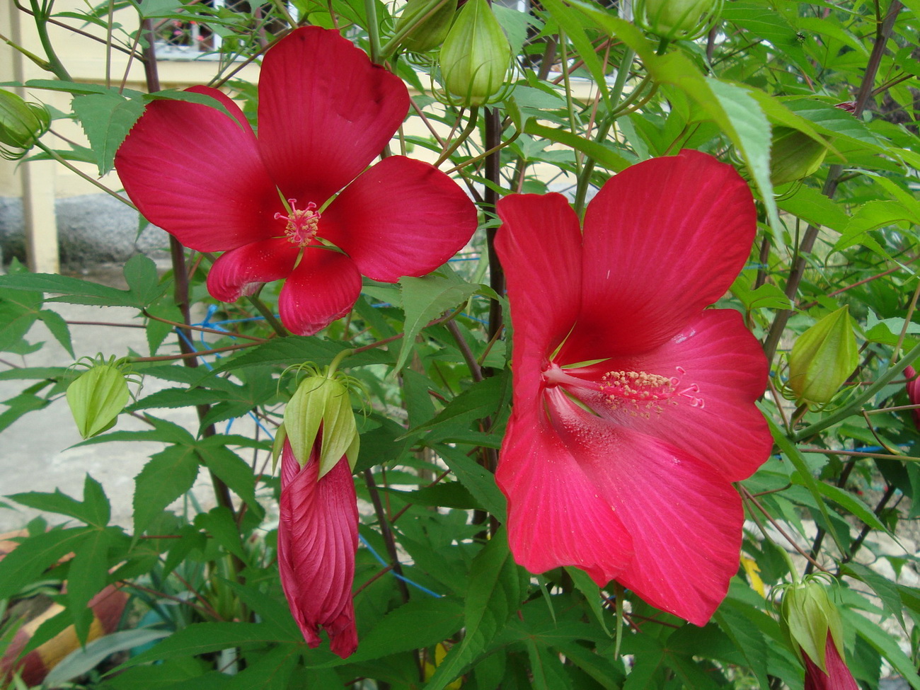 Image of Hibiscus coccineus specimen.