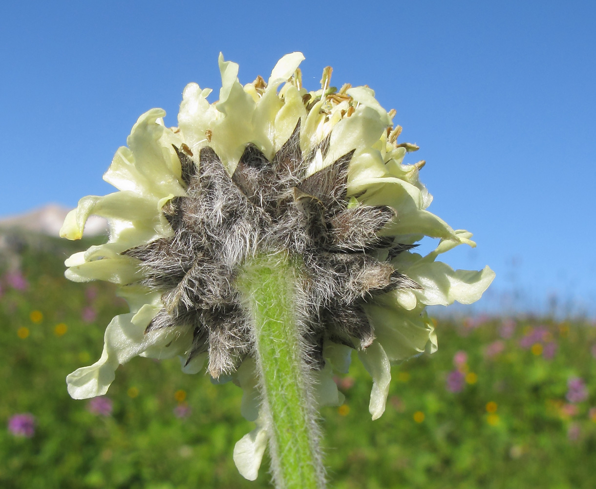 Image of Cephalaria gigantea specimen.