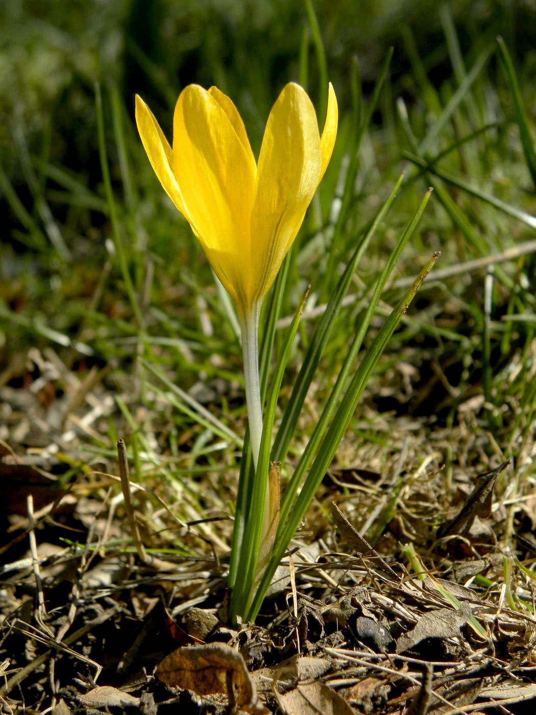 Изображение особи Crocus flavus.