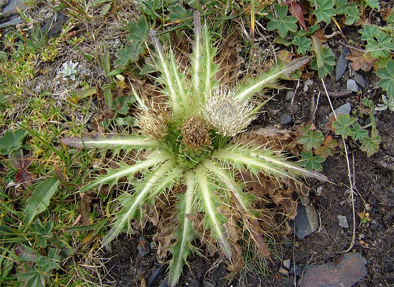 Изображение особи Cirsium rhizocephalum.