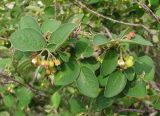 Cotoneaster melanocarpus