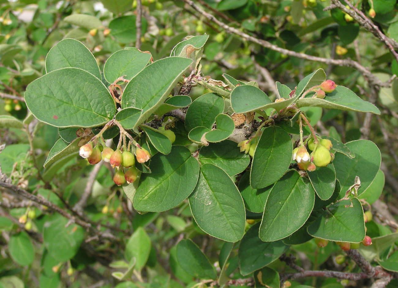 Изображение особи Cotoneaster melanocarpus.