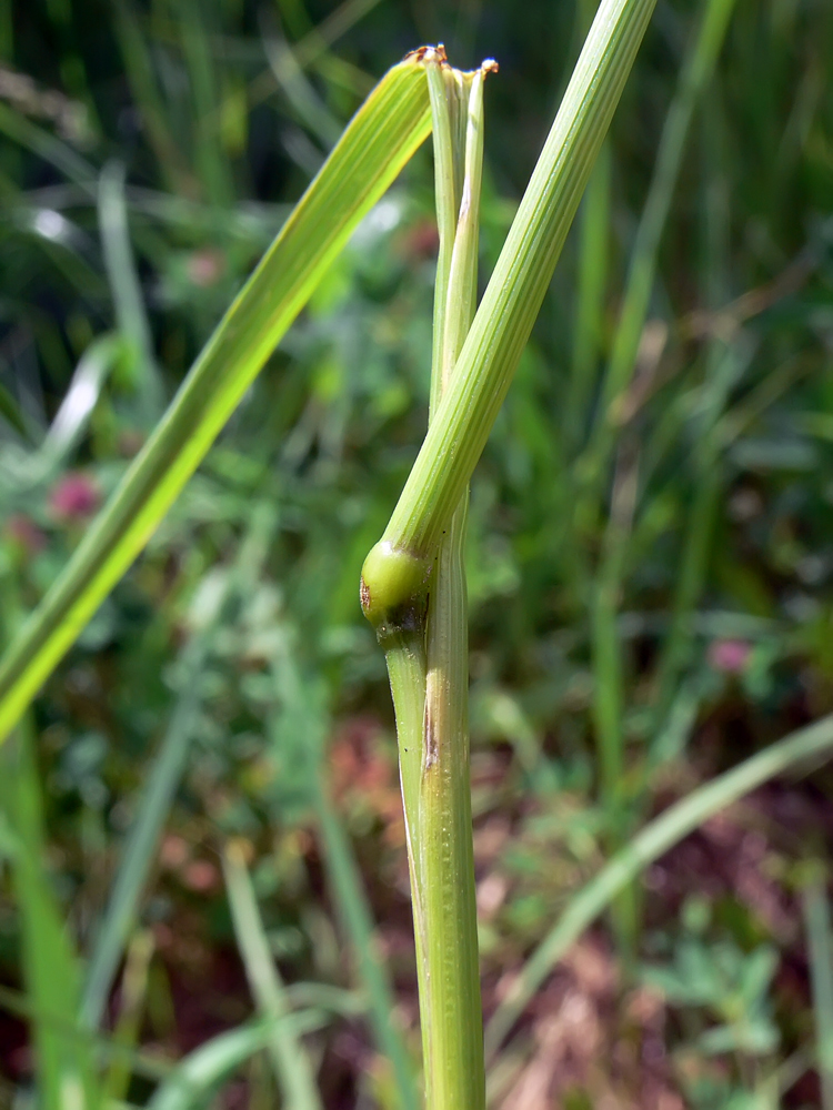 Image of Festuca pratensis specimen.