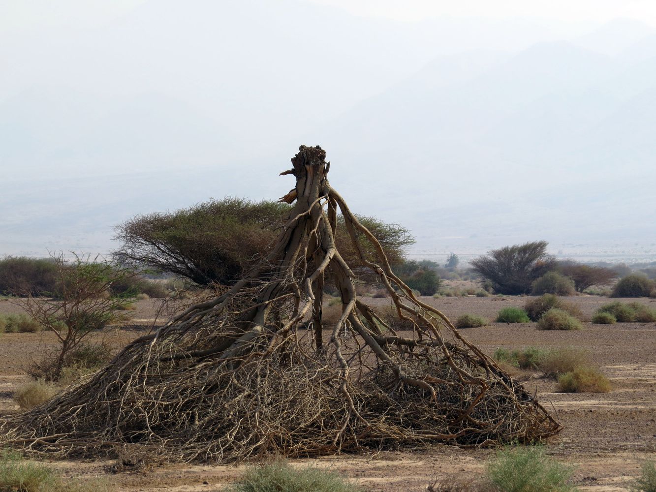 Image of Vachellia tortilis specimen.