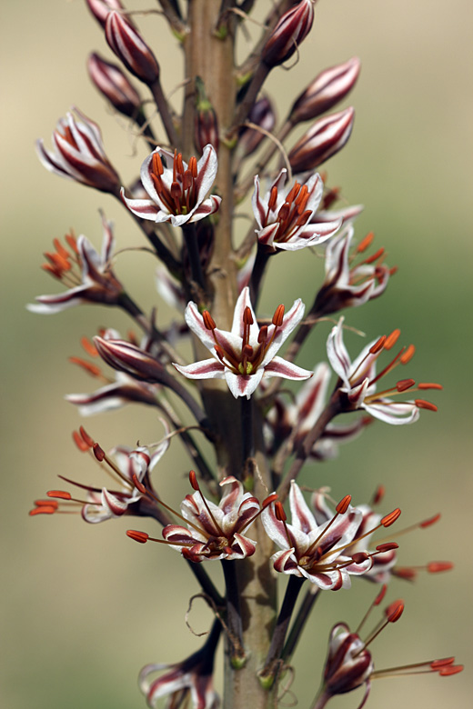 Изображение особи Eremurus regelii.