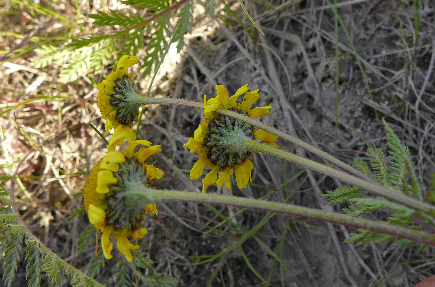 Изображение особи Tanacetum bipinnatum.