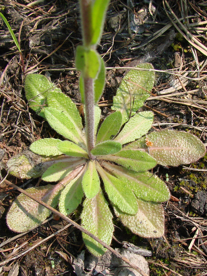 Изображение особи Arabis borealis.