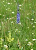 Veronica longifolia. Верхушка цветущего растения. Иркутская обл., Иркутский р-н, окр. с. Смоленщина, р. Иркут, луг. 10.07.2015.