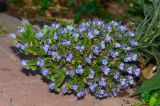 Echium acanthocarpum