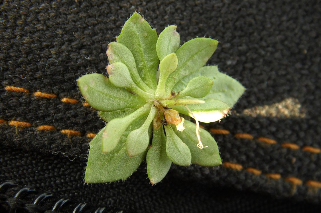 Image of Erophila verna specimen.