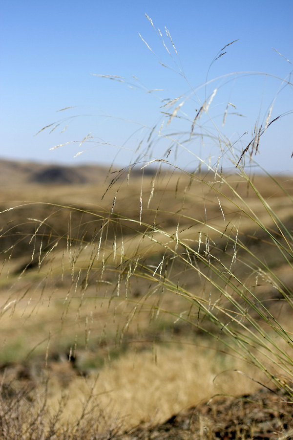 Изображение особи семейство Poaceae.