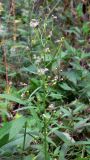 Conyza canadensis