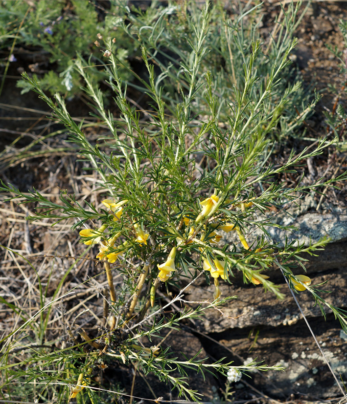 Image of Caragana pygmaea specimen.