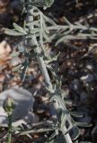 Centaurea odessana. Средняя часть побега с типичными листьями. Крым, Арабатская стрелка (юг). 24.07.2009.