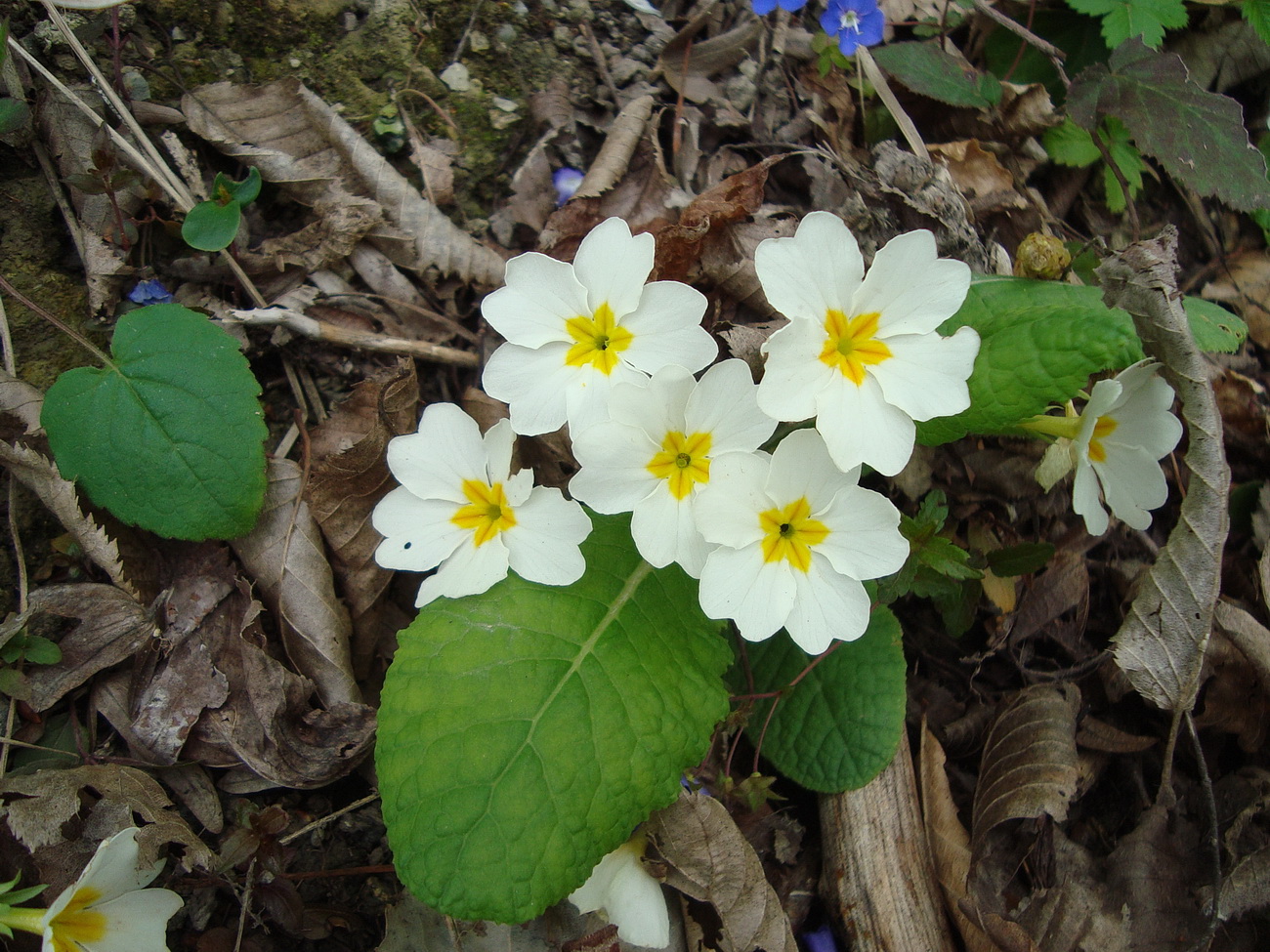 Image of Primula vulgaris specimen.