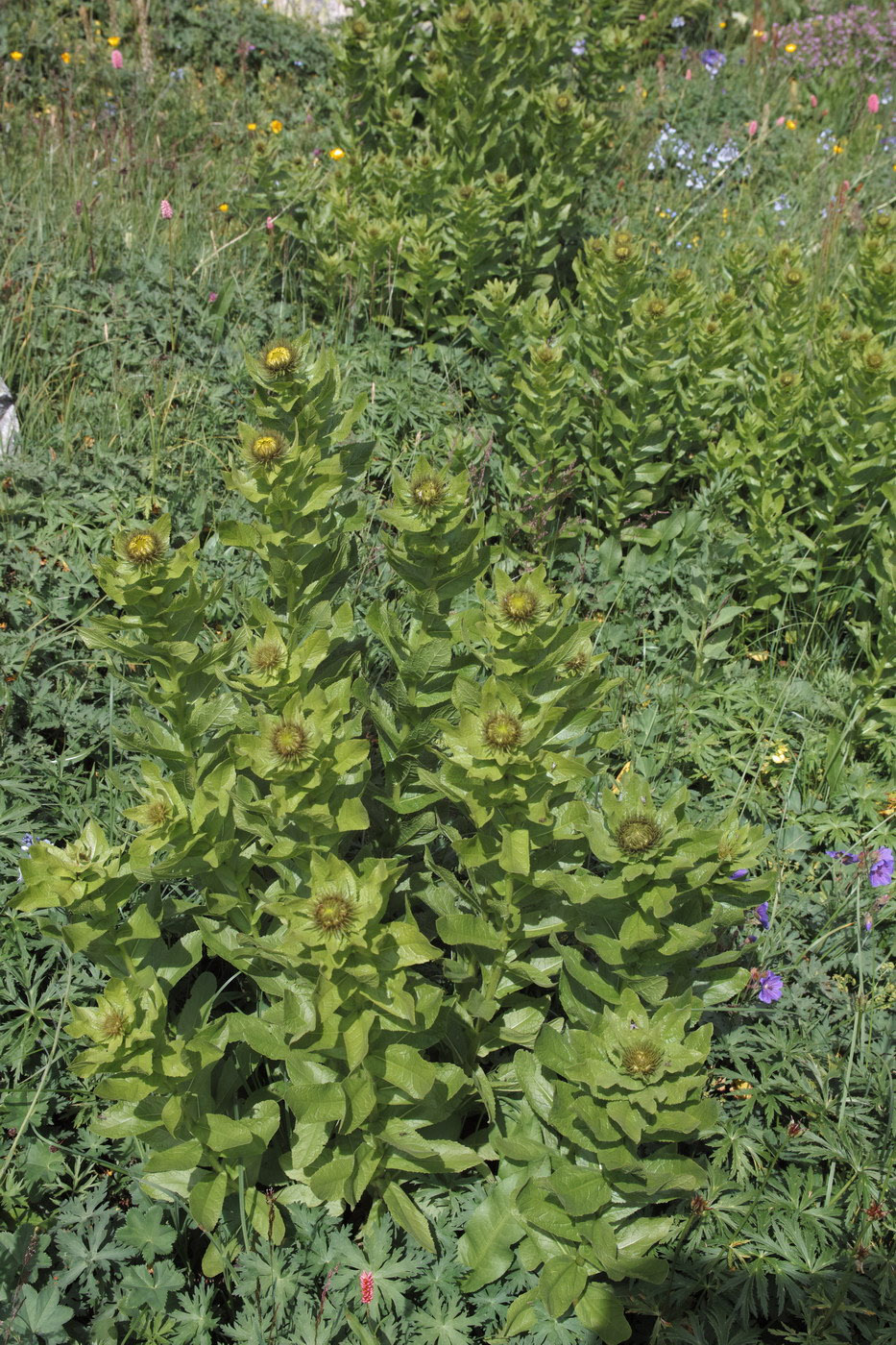 Изображение особи Inula orientalis.