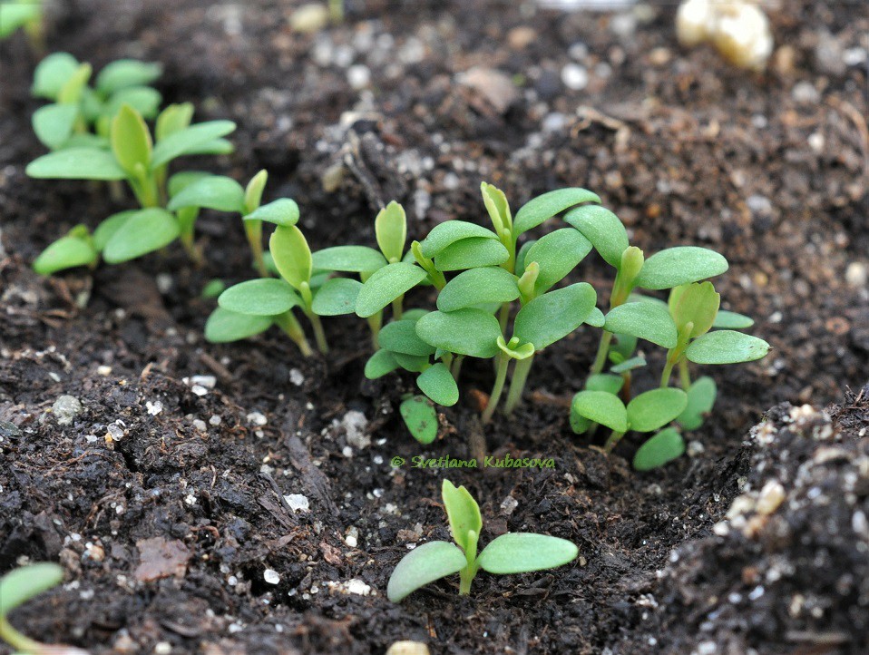 Изображение особи Sibiraea altaiensis.