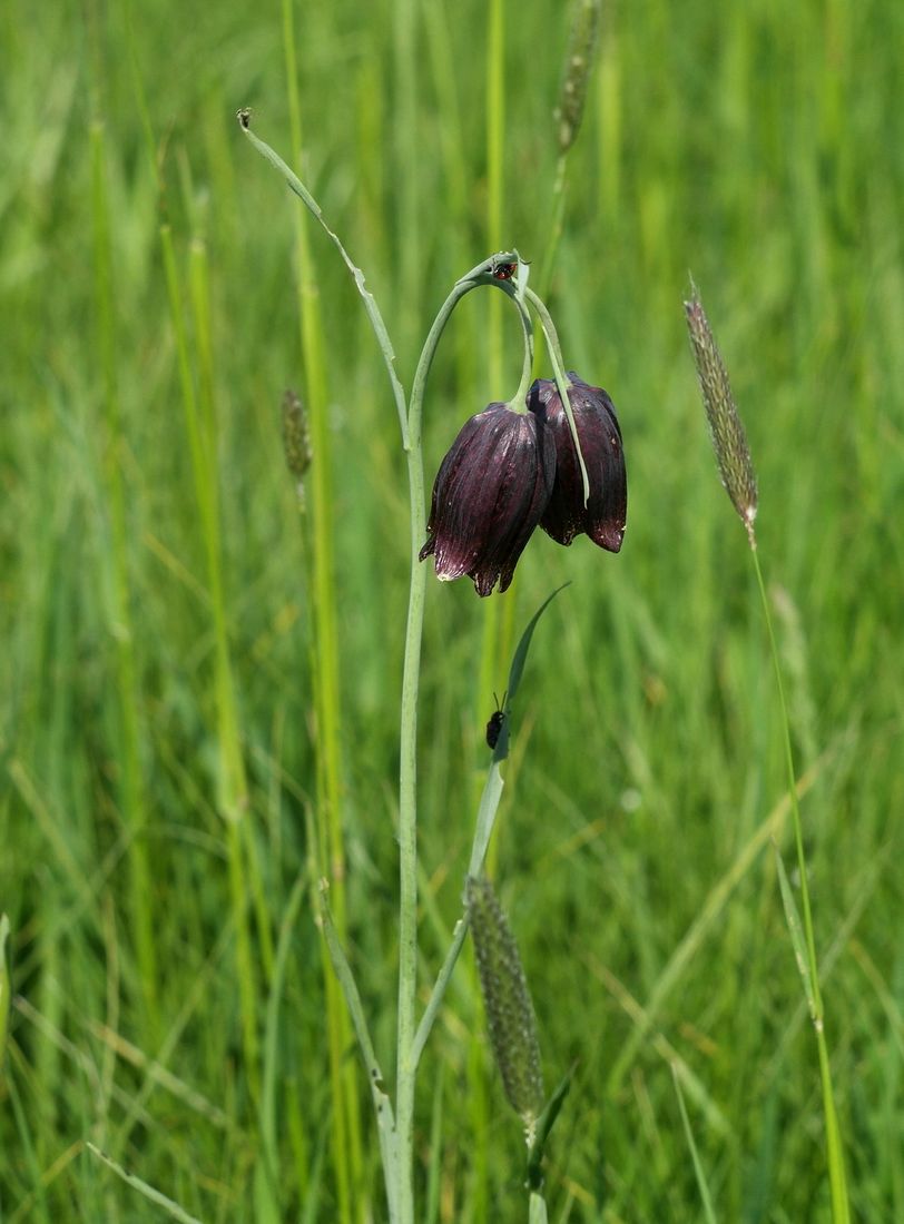 Изображение особи Fritillaria meleagroides.