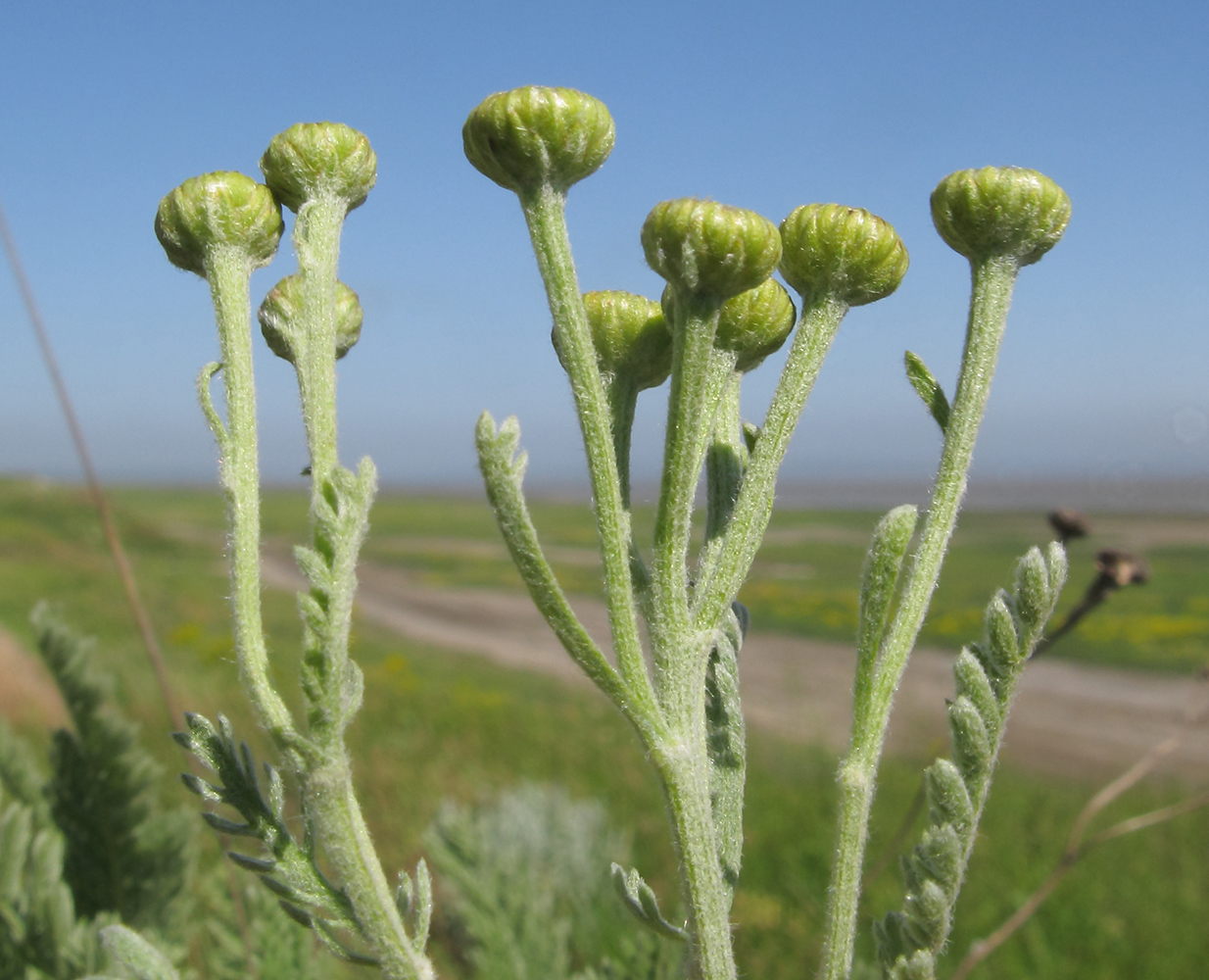 Изображение особи Tanacetum achilleifolium.