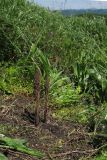genus Orobanche