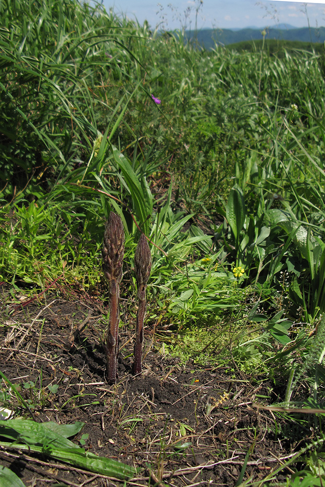 Image of genus Orobanche specimen.