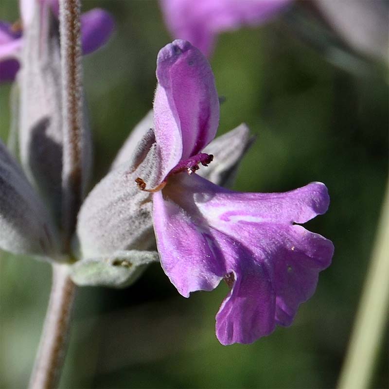 Изображение особи Stachys inflata.