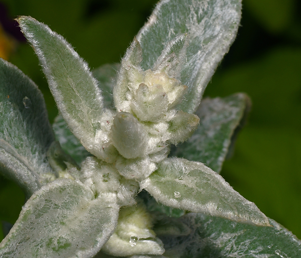 Изображение особи Stachys byzantina.