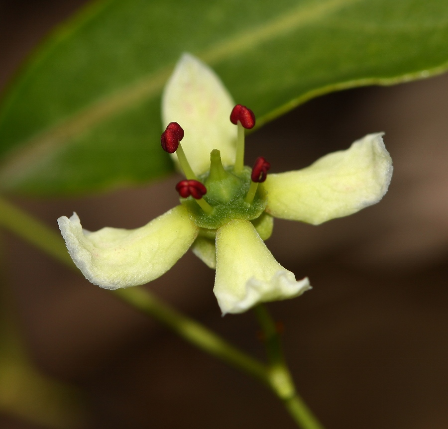 Изображение особи Euonymus maackii.