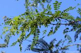 Gleditsia triacanthos variety laevis. Часть ветви (var. inermis). Ростовская обл., г. Таганрог, в озеленении во дворе. 26.06.2016.