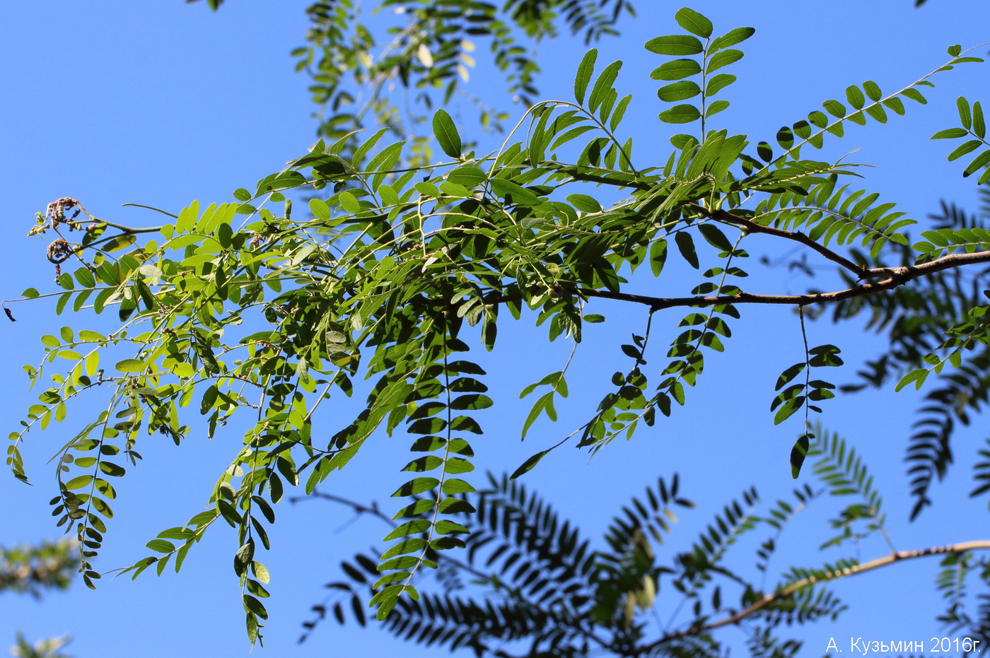 Изображение особи Gleditsia triacanthos var. laevis.