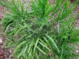Homalocladium platycladum