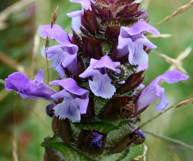 Изображение особи Prunella vulgaris.