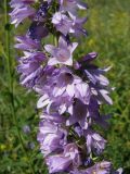 Campanula bononiensis