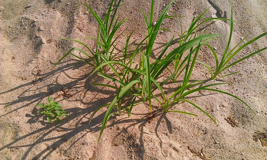 Image of Hemerocallis × hybrida specimen.