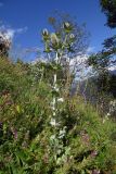 Eryngium giganteum