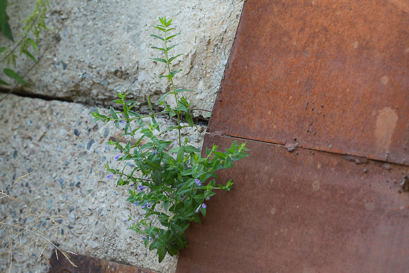 Image of Scutellaria galericulata specimen.